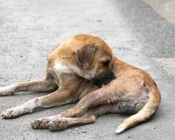 dog itchy skin