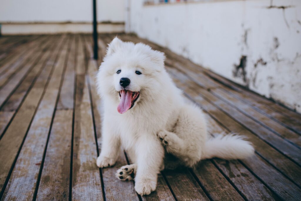 dog itchy skin home remedy