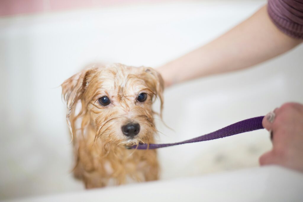 dog shampoo for itchy skin