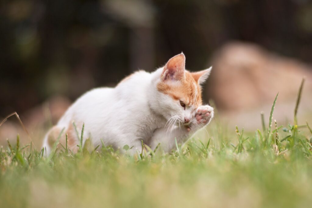 how can i soothe my cat’s itchy skin home remedies